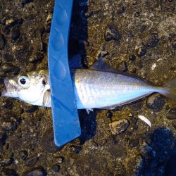 小ぶりながらもマゴチ